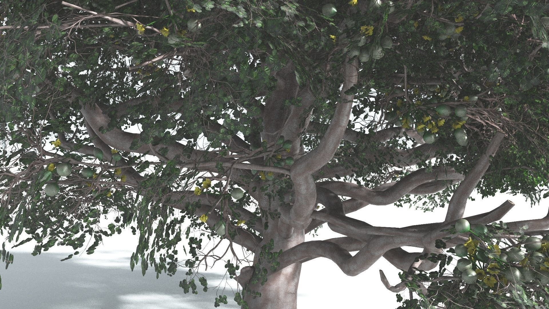 EVERYPlant Portia Tree 3 --14 Models-- 3D model_12