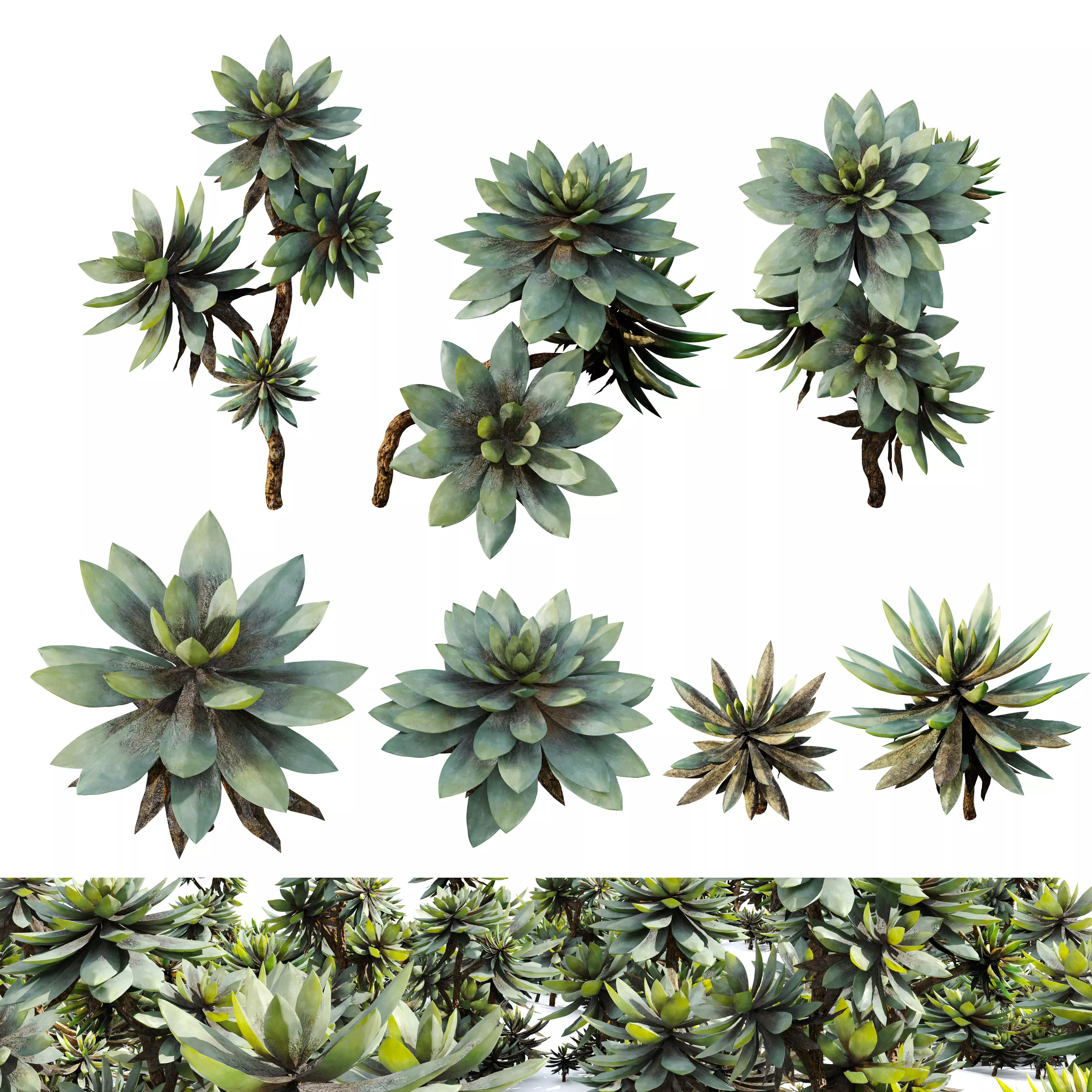 Succulent plants 04 3D model