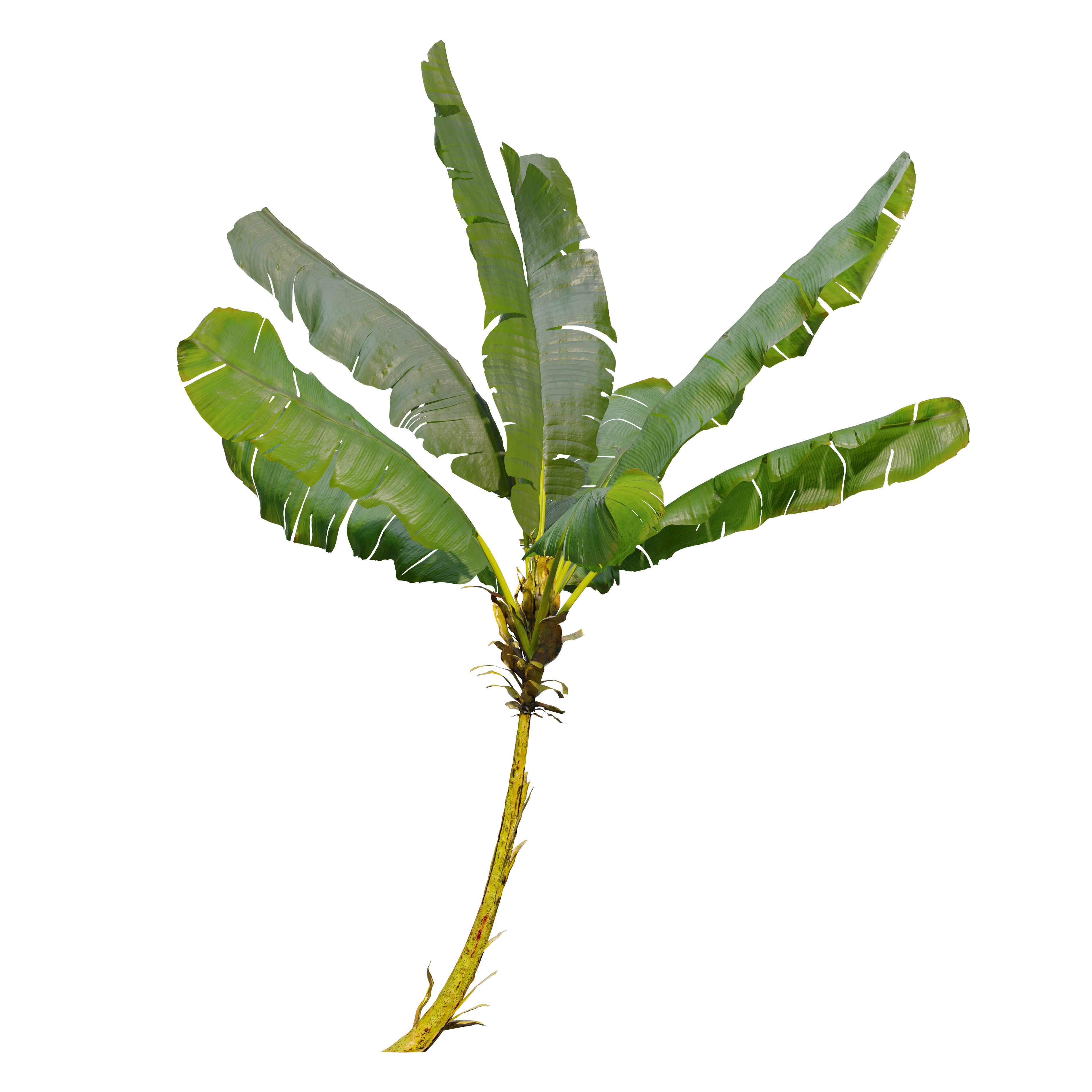 Banana tree 03 3D model_2