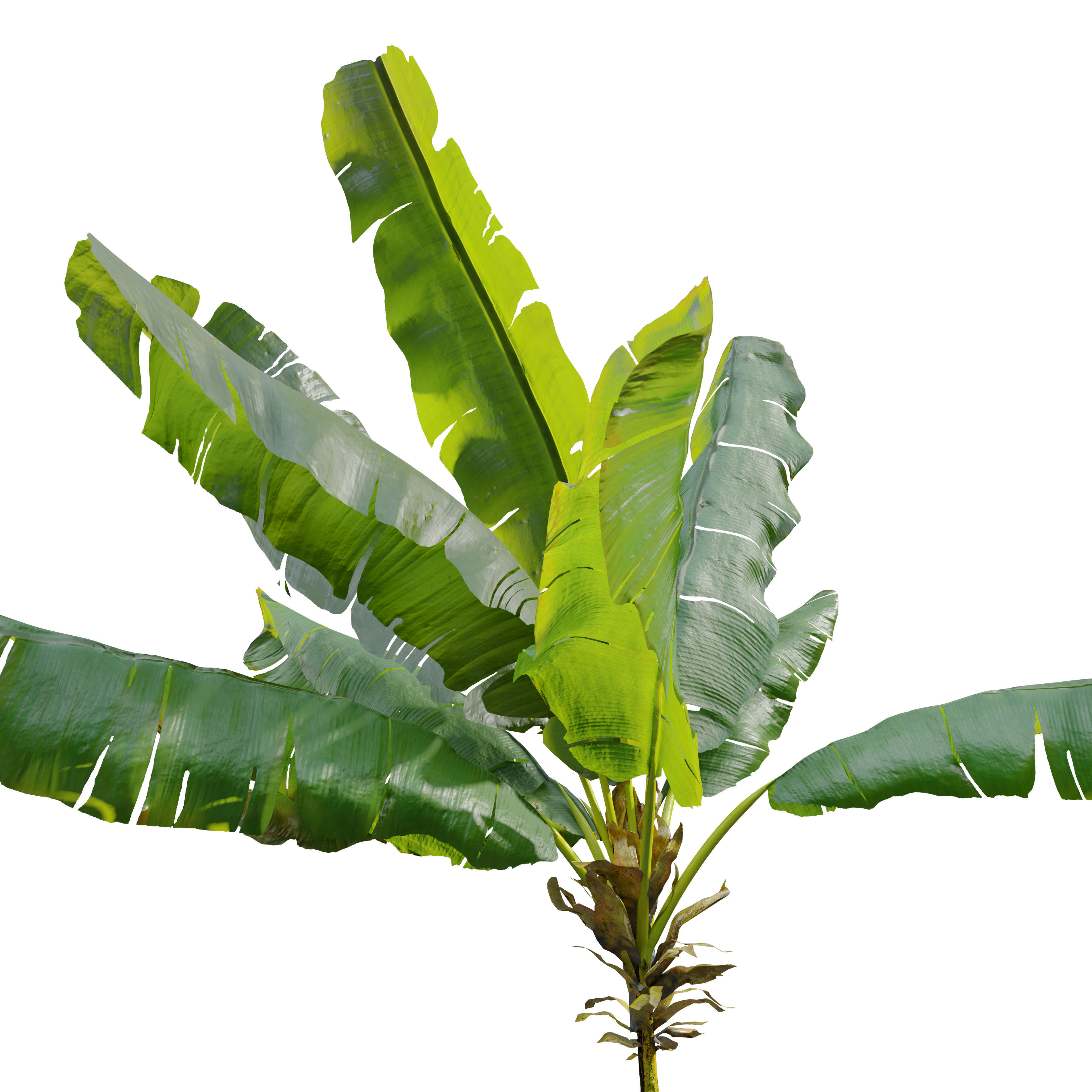 Banana tree 03 3D model_4