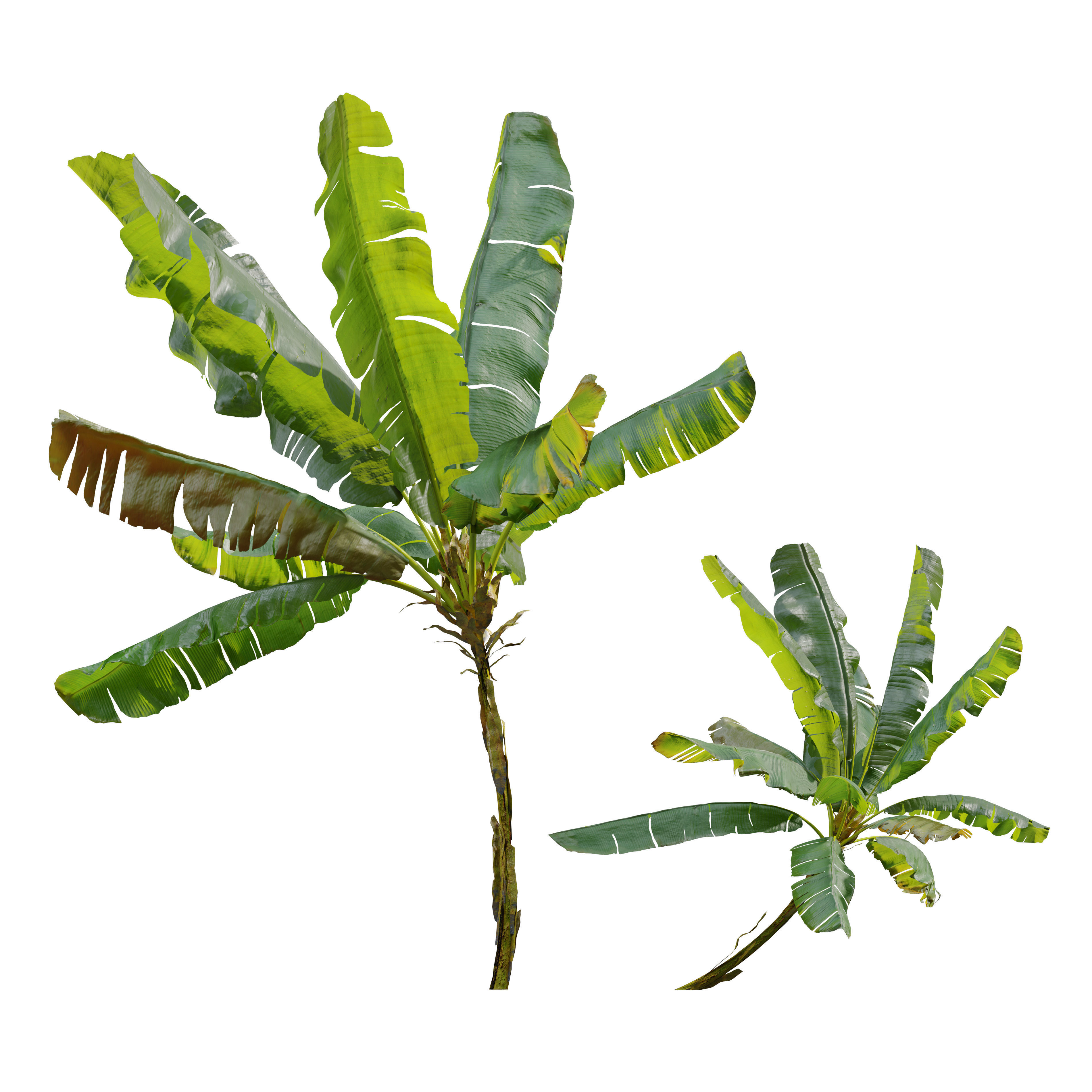 Banana tree 03 3D model_7