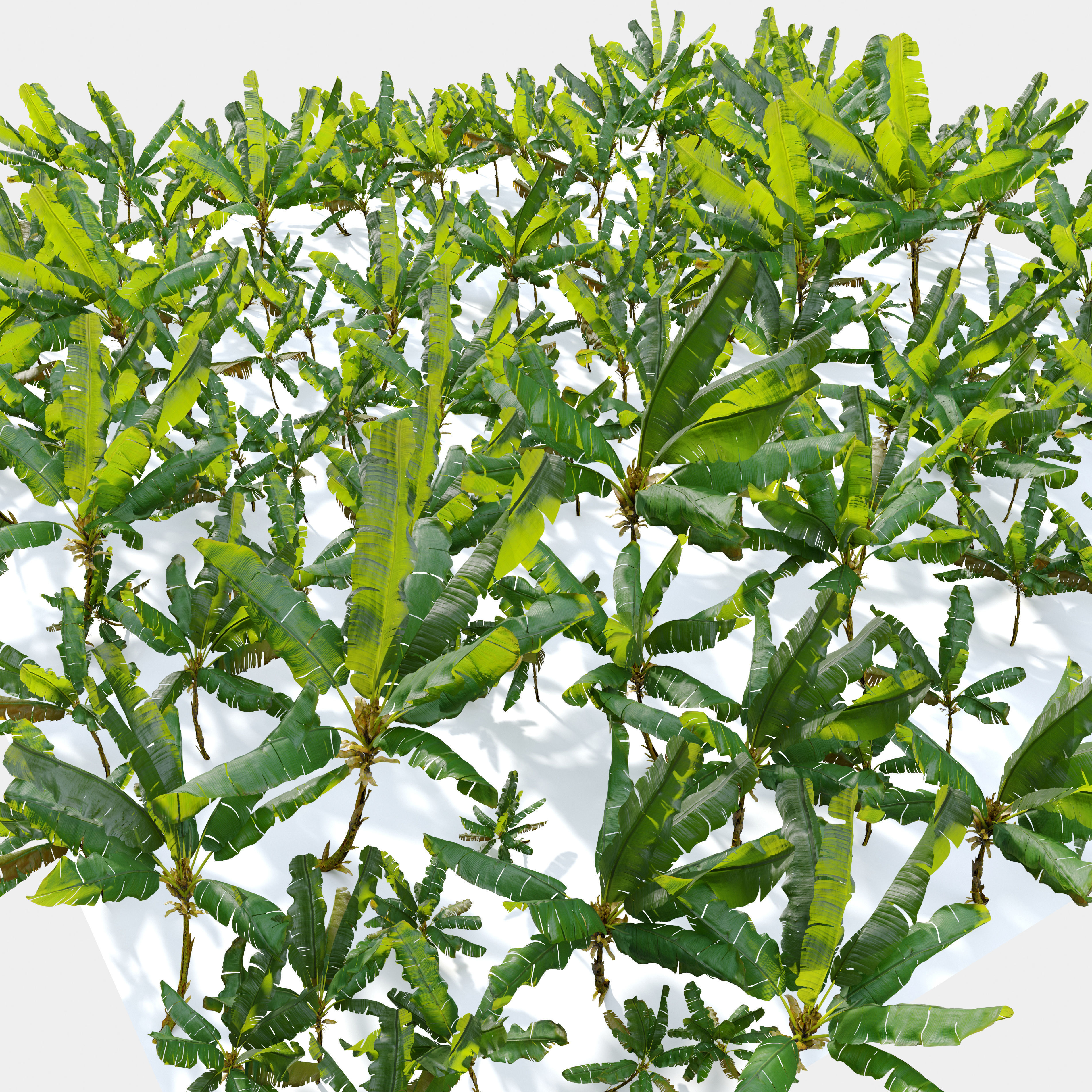 Banana tree 03 3D model_6