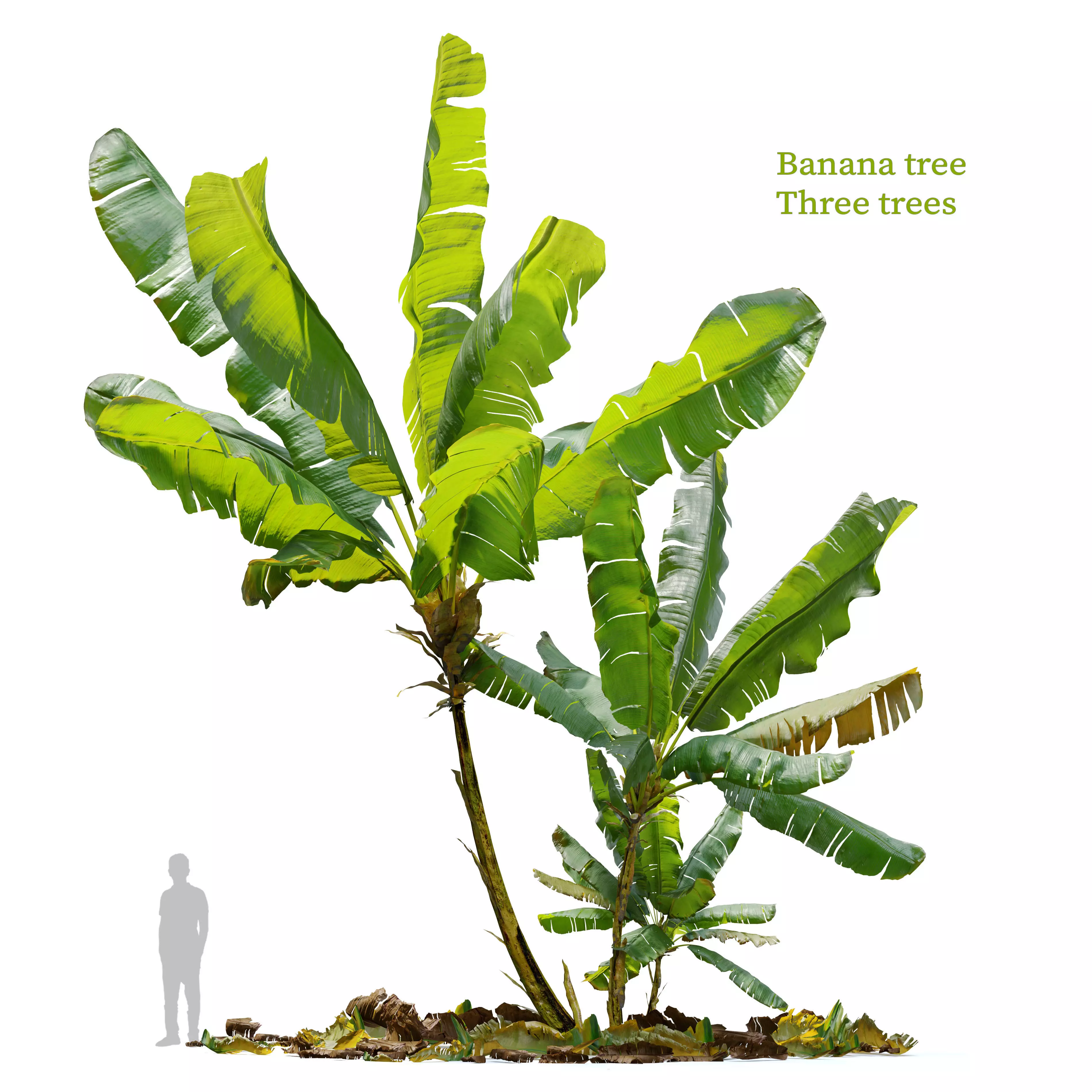 Banana tree 03 3D model_0