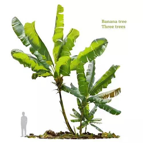 Banana tree 03 3D model