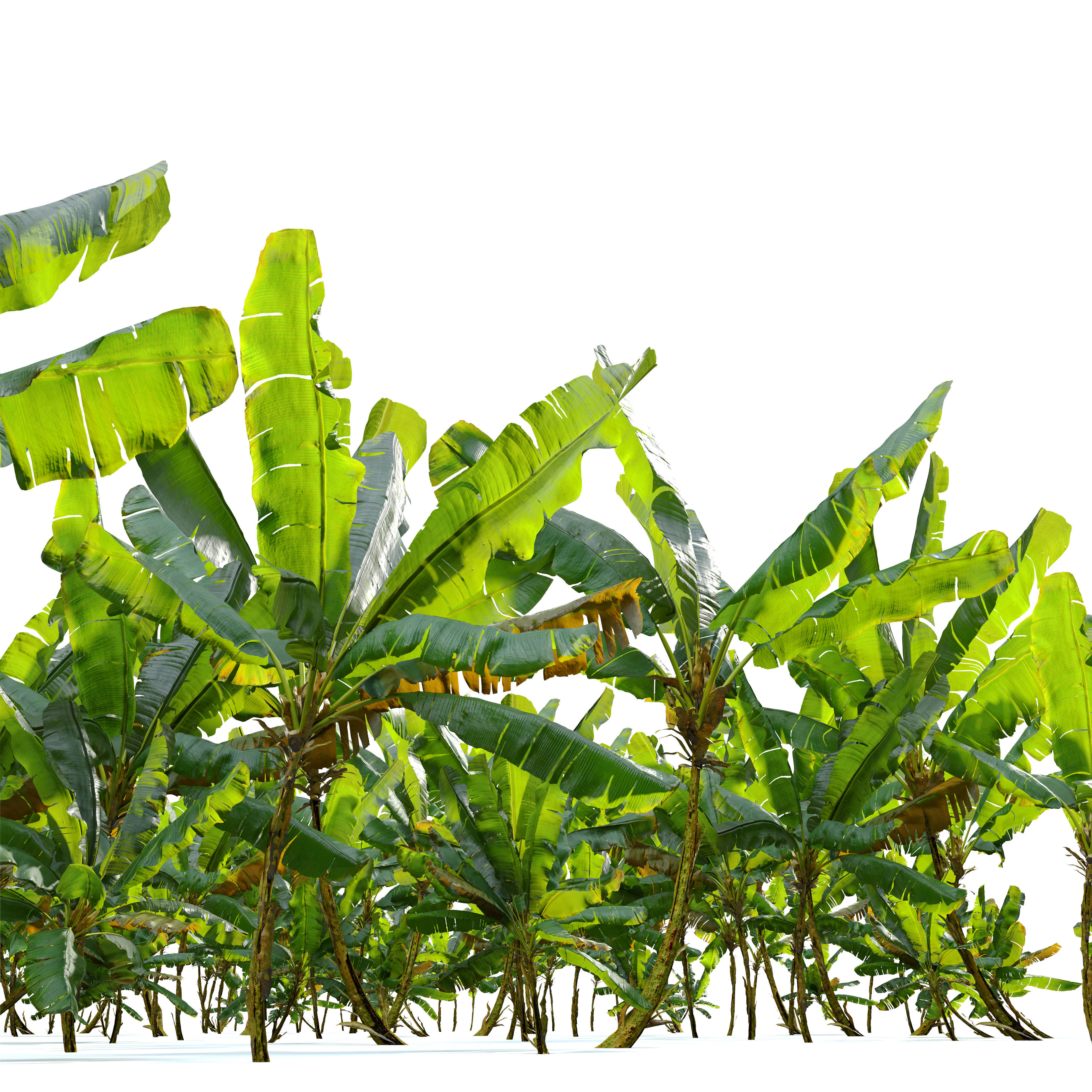 Banana tree 03 3D model_5