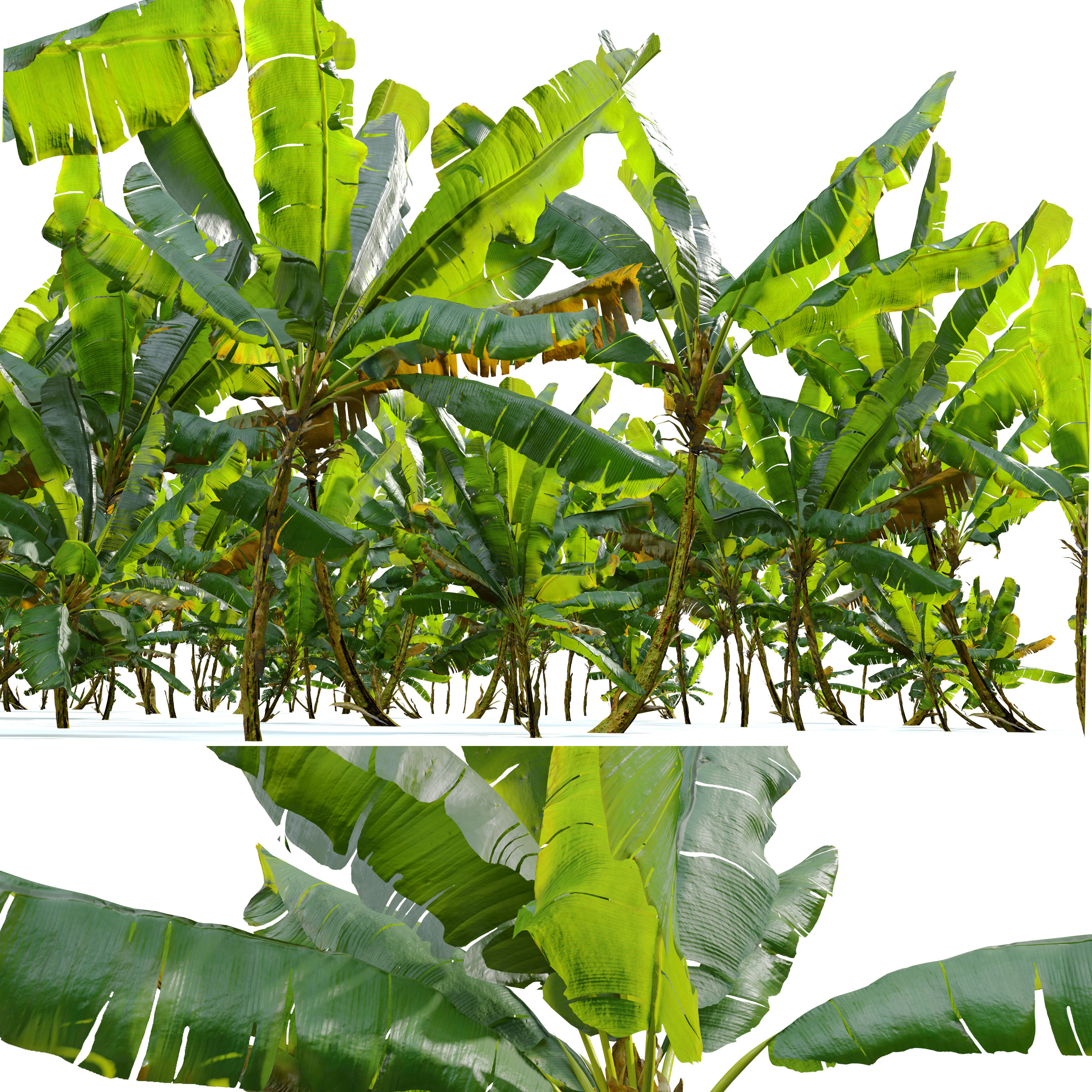 Banana tree 03 3D model_1