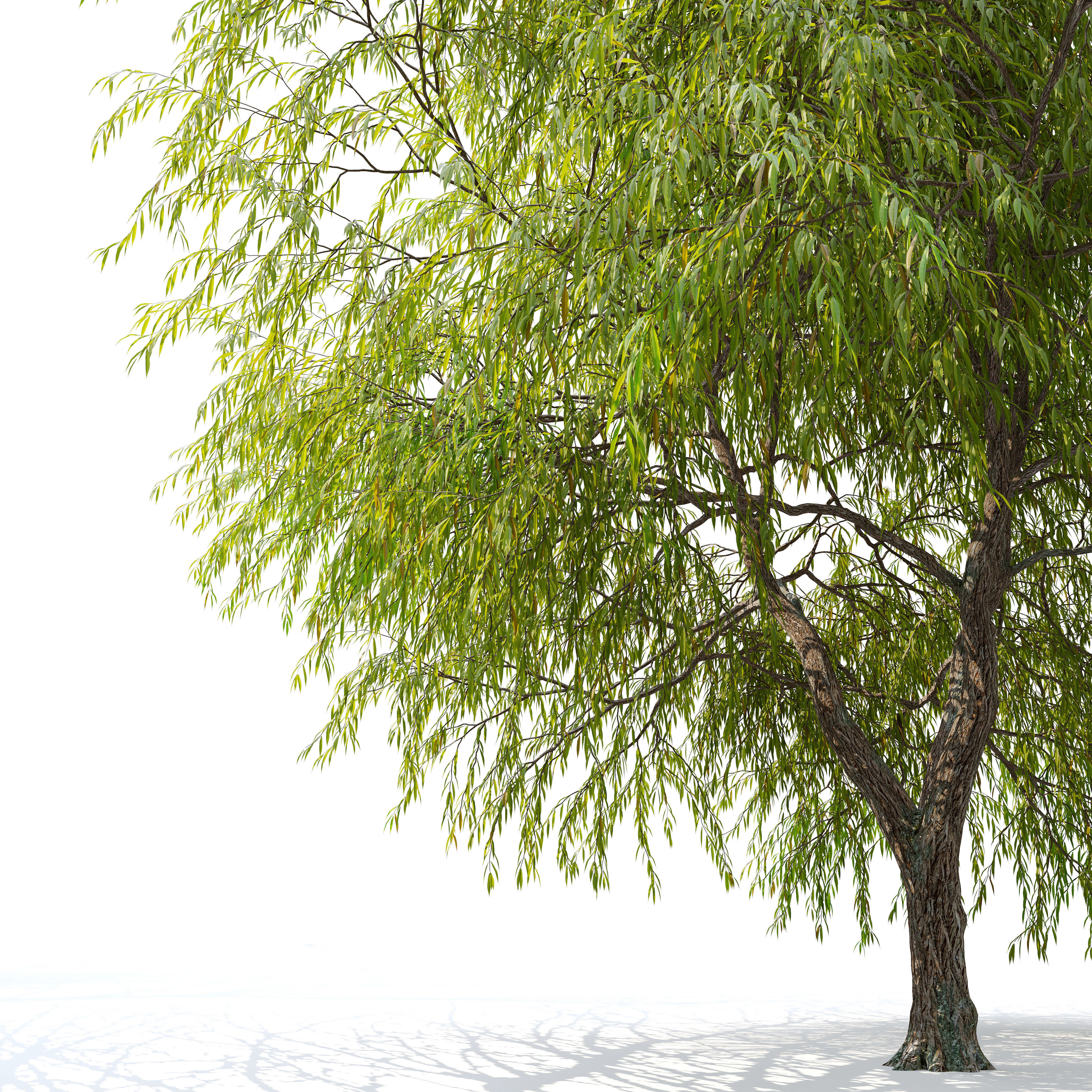 Weeping willow 04 3D model_3