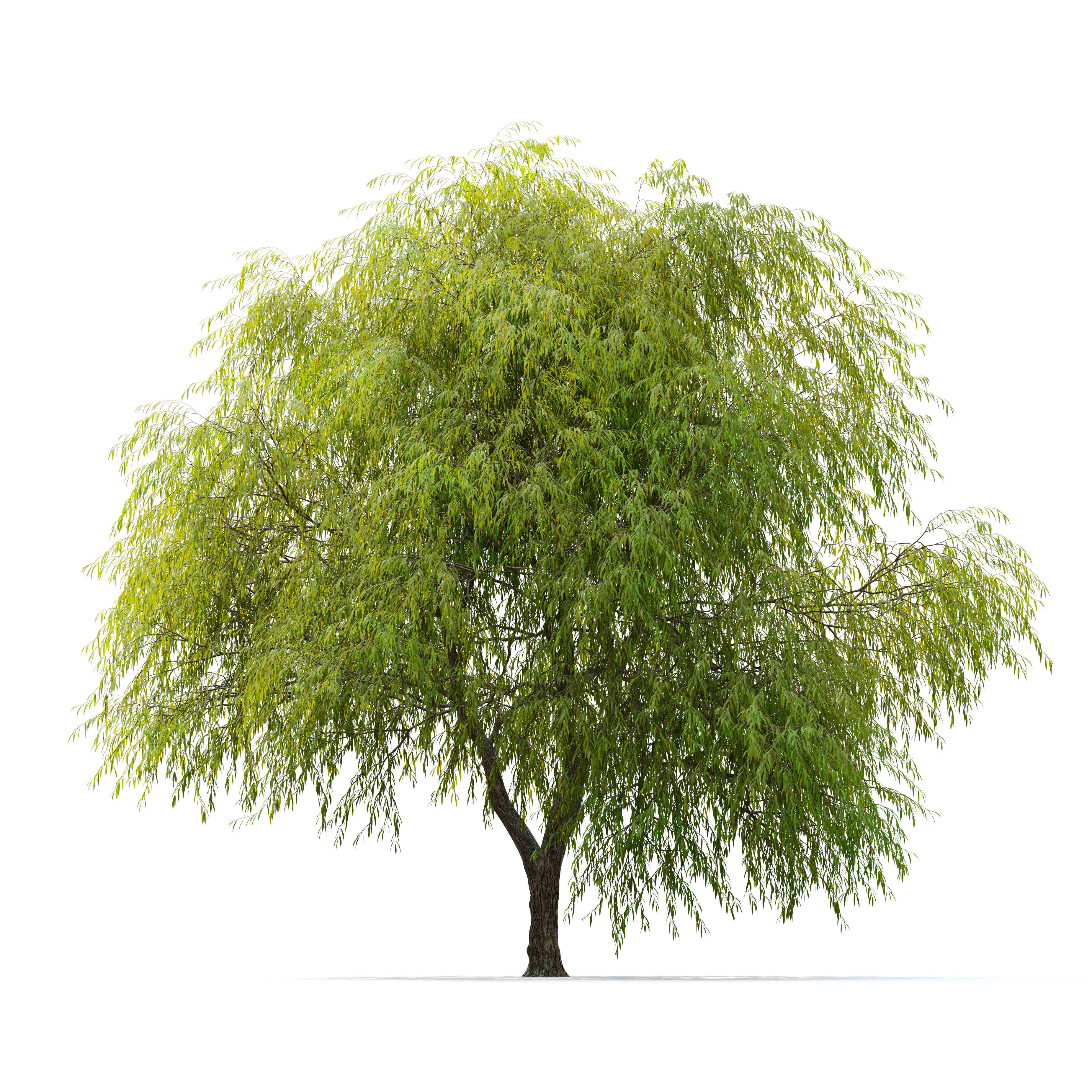 Weeping willow 04 3D model_1