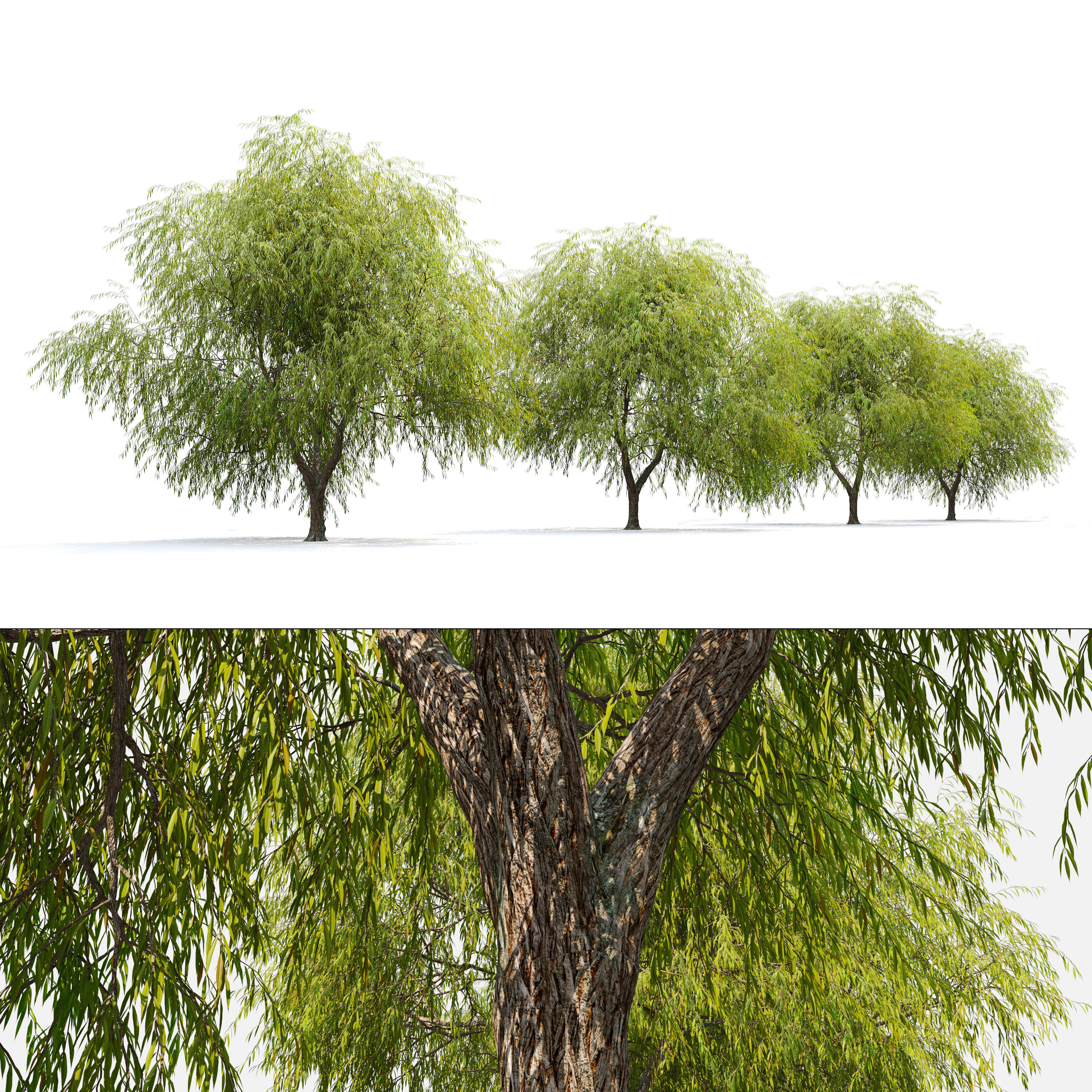Weeping willow 04 3D model_4