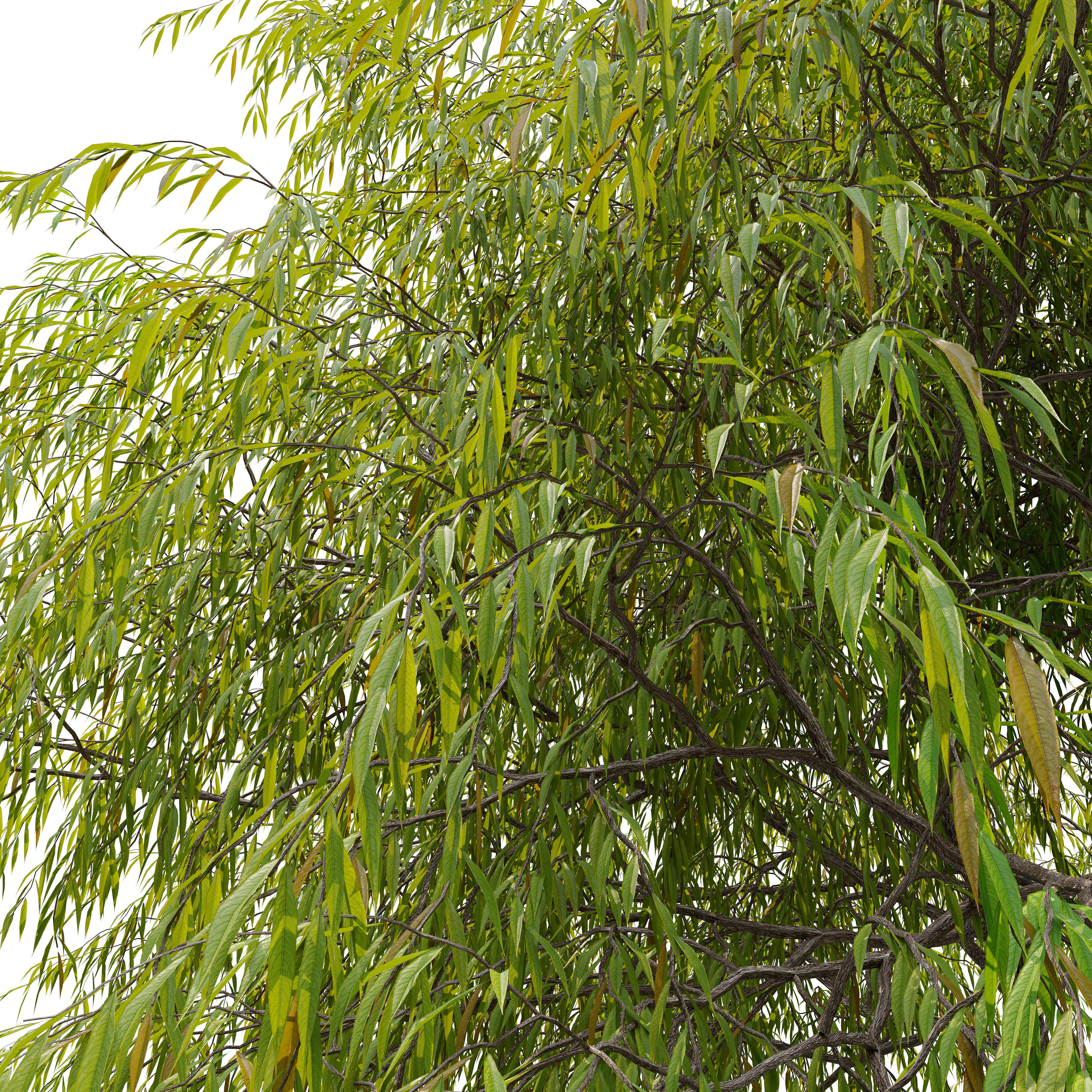 Weeping willow 04 3D model_2