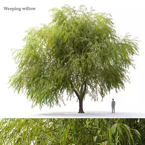 Weeping willow 04 3D model