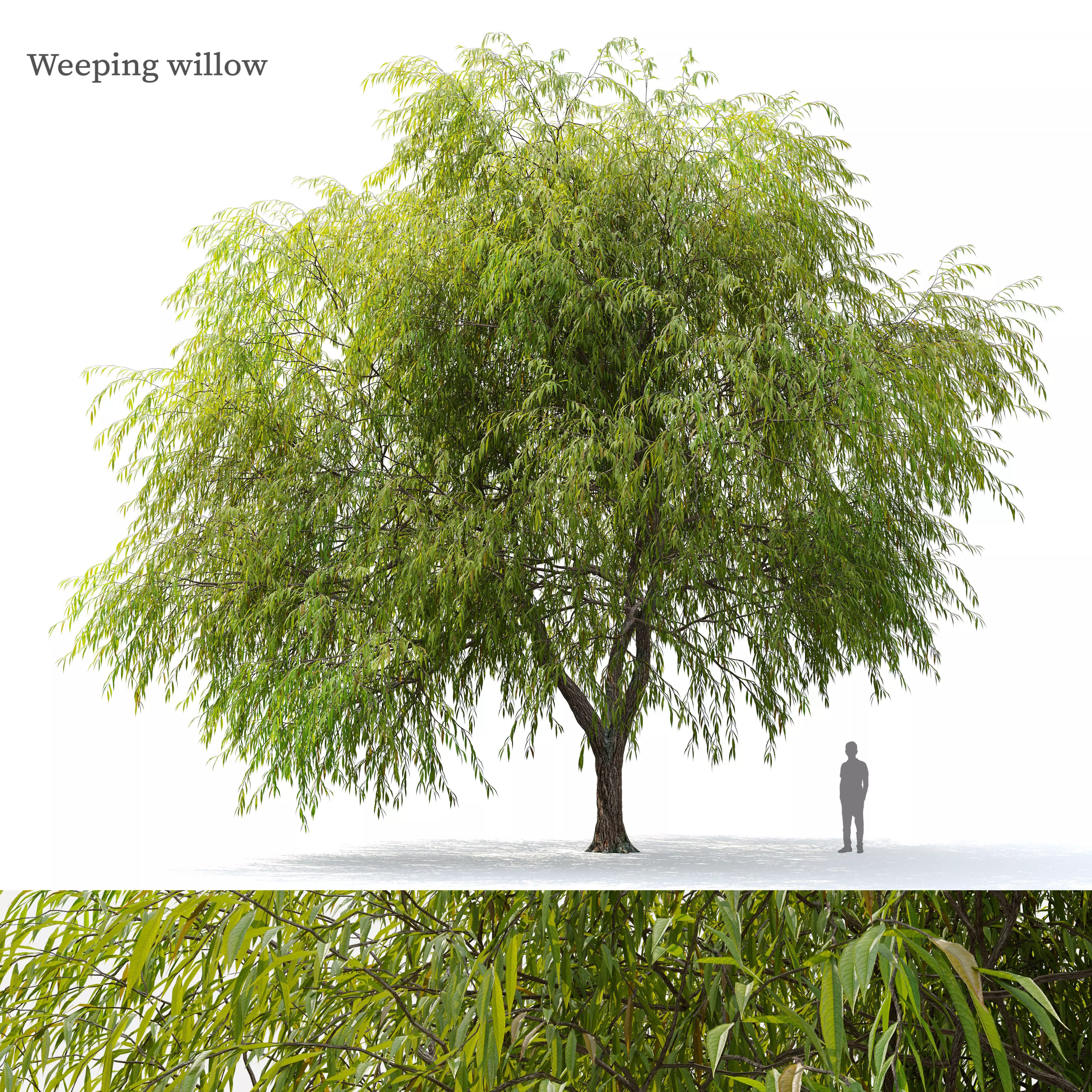 Weeping willow 04 3D model_0