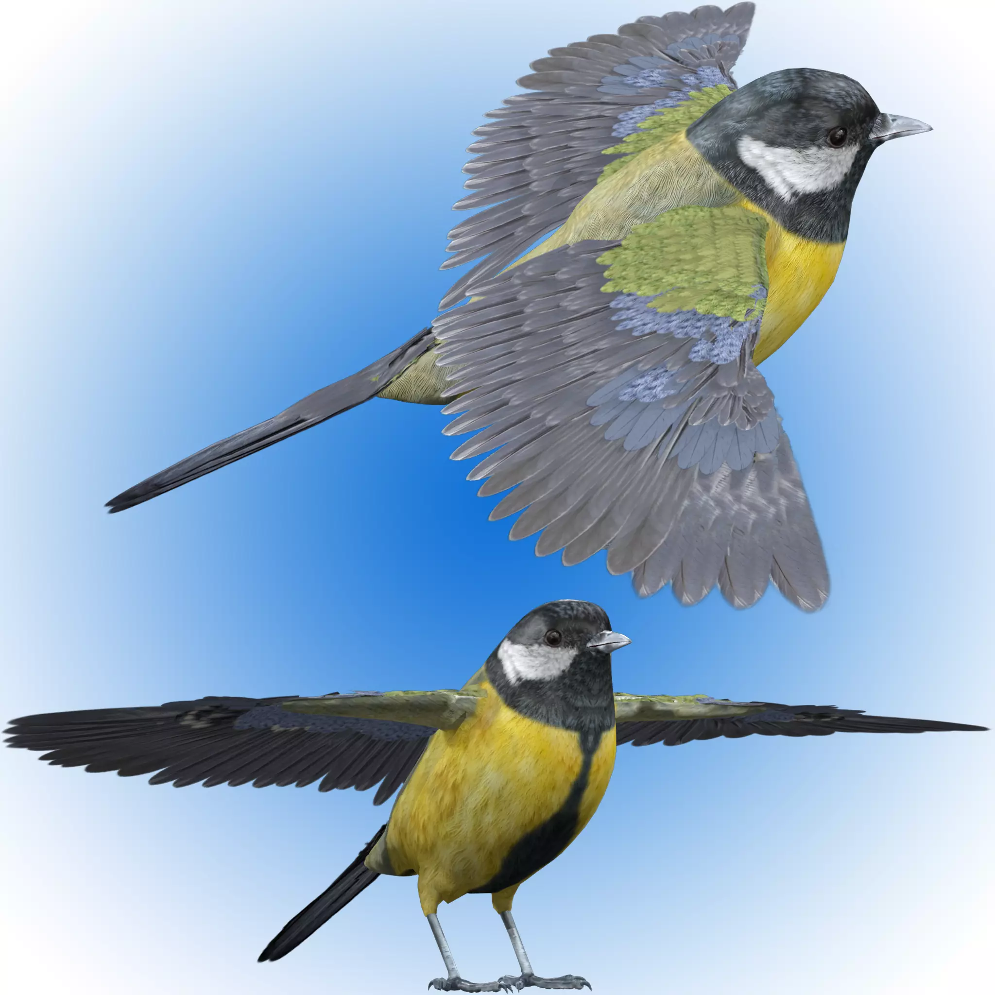 Great tit bird 3D model_0