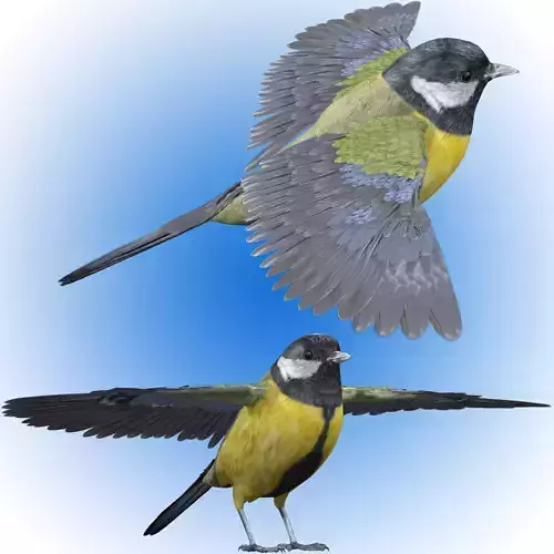 Great tit bird 3D model
