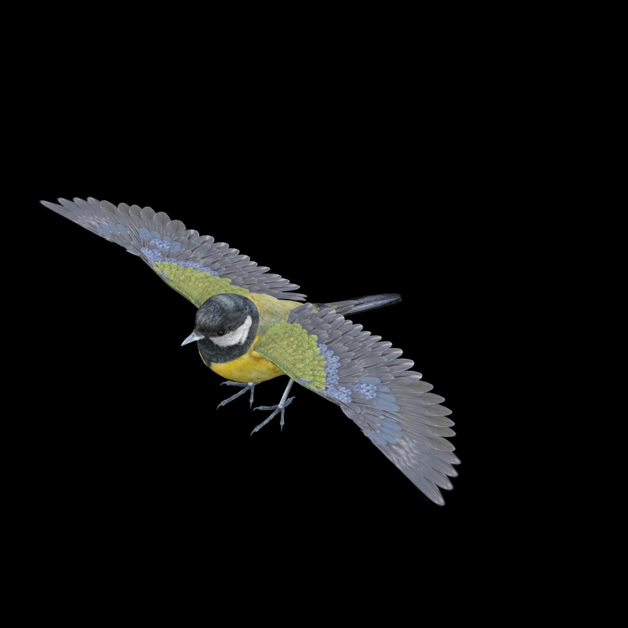 Great tit bird 3D model_5