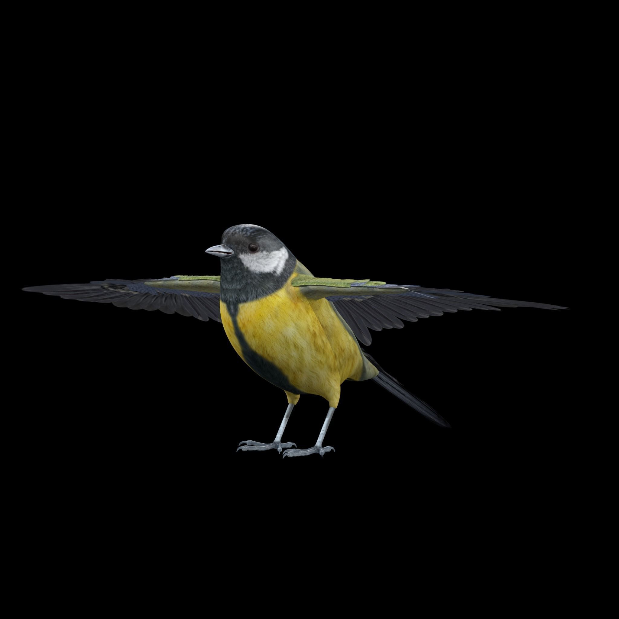 Great tit bird 3D model_8