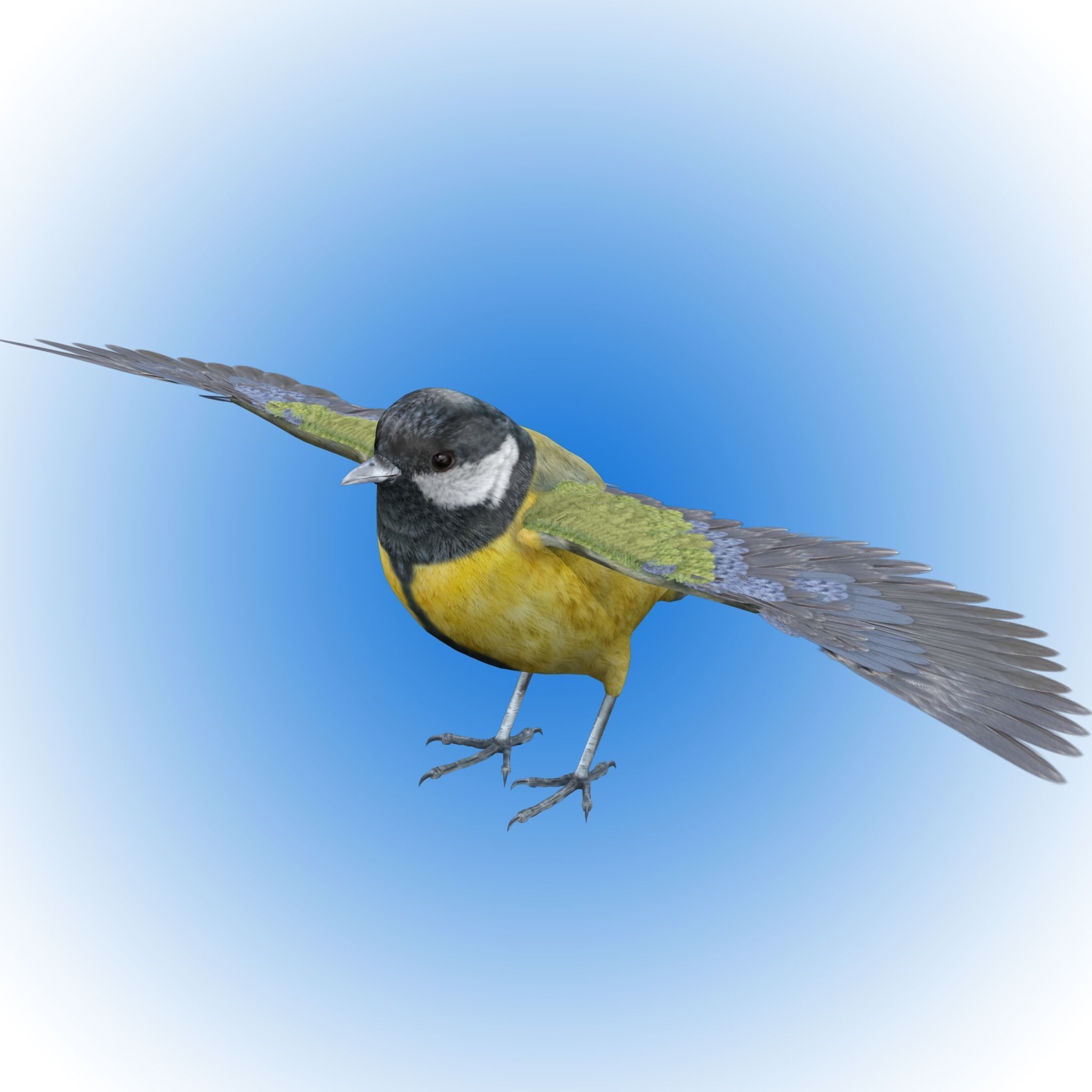 Great tit bird 3D model_9