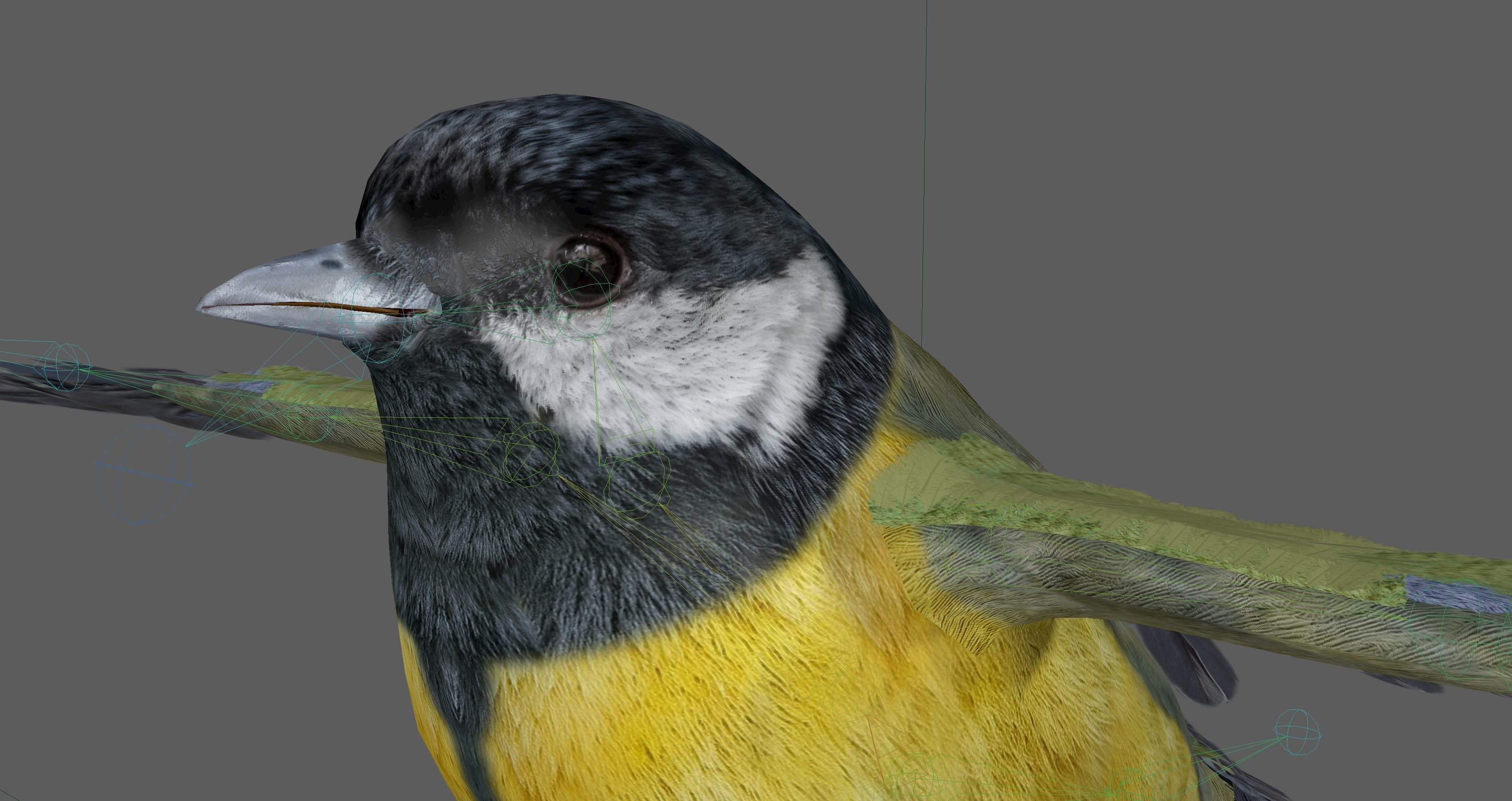 Great tit bird 3D model_17