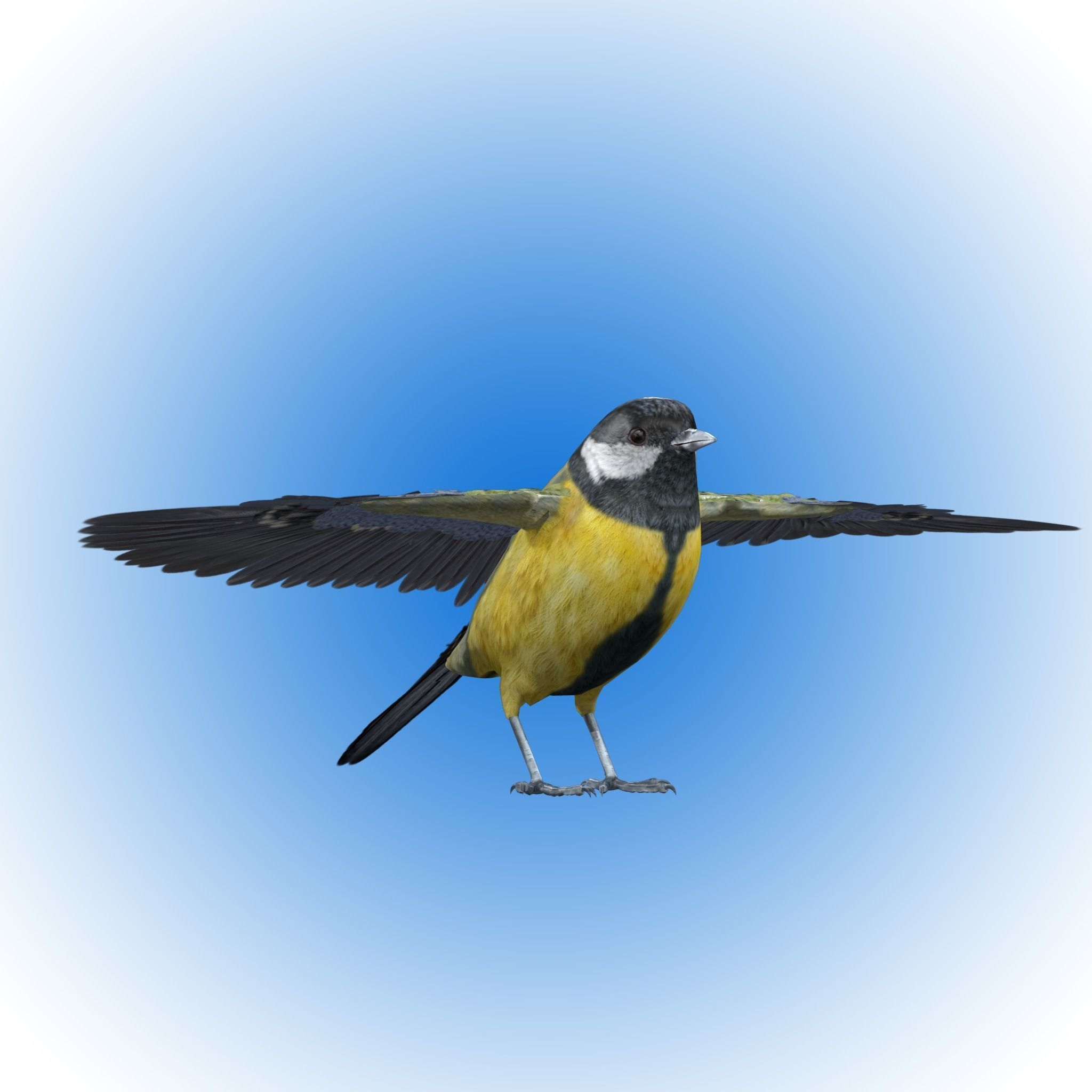 Great tit bird 3D model_6