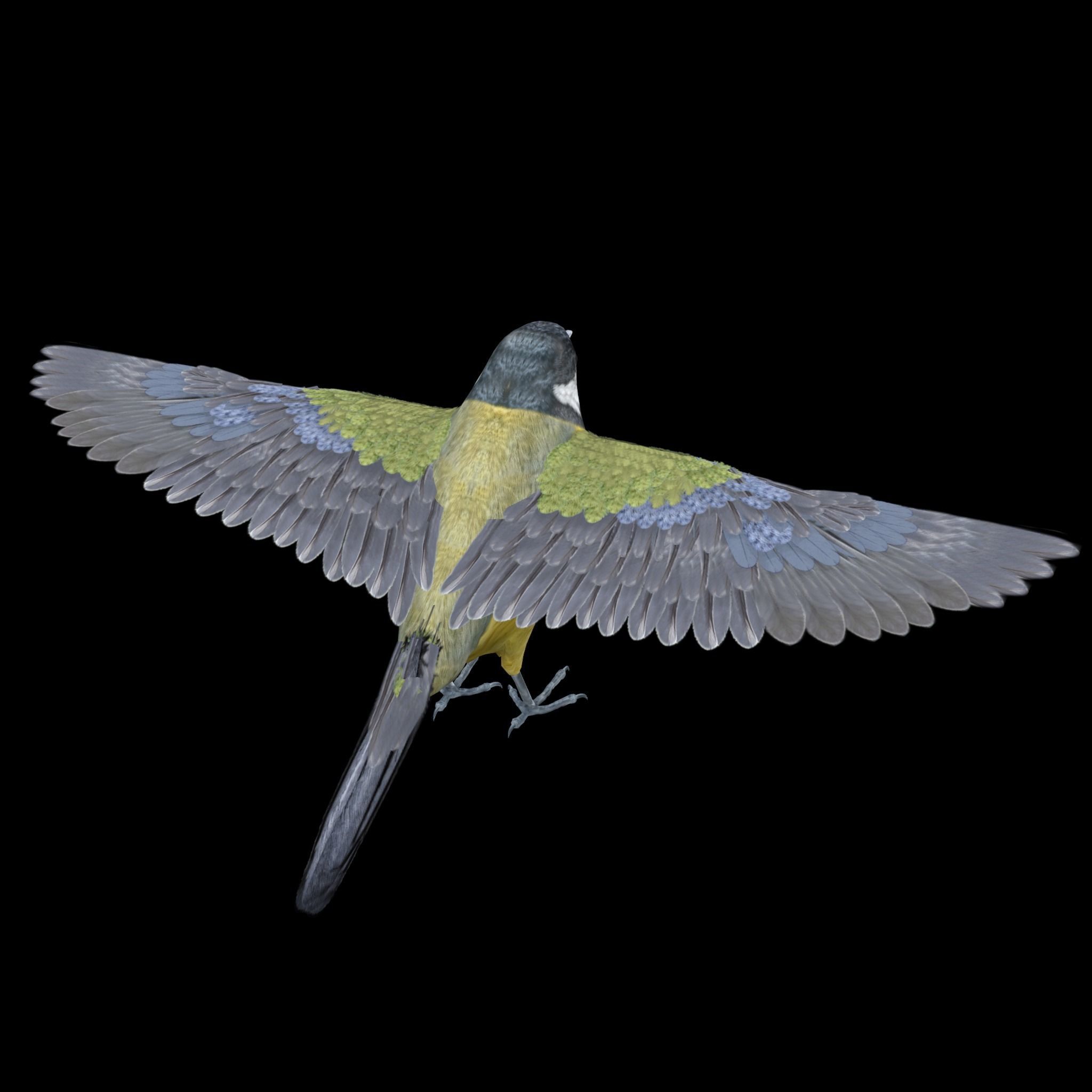 Great tit bird 3D model_4