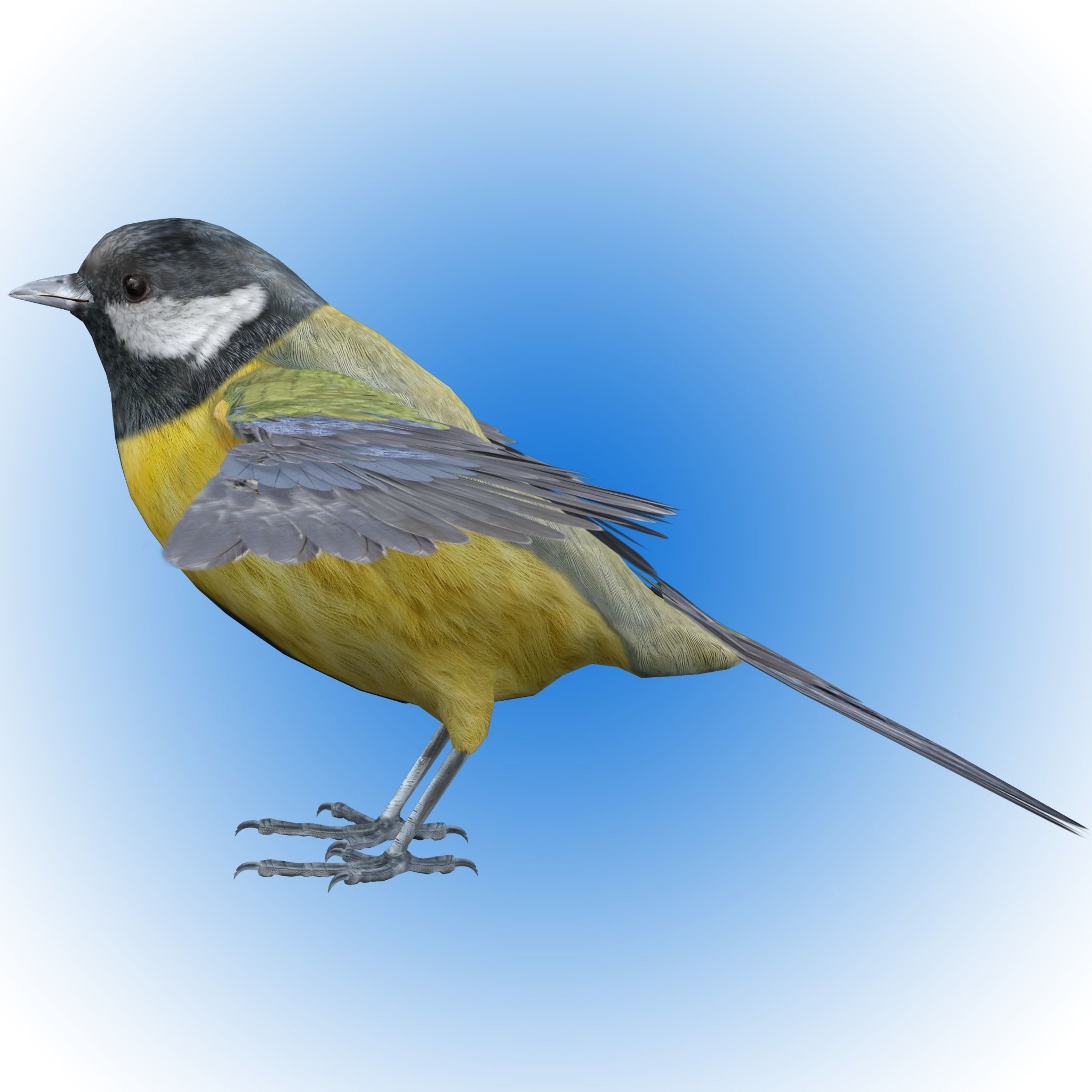 Great tit bird 3D model_2
