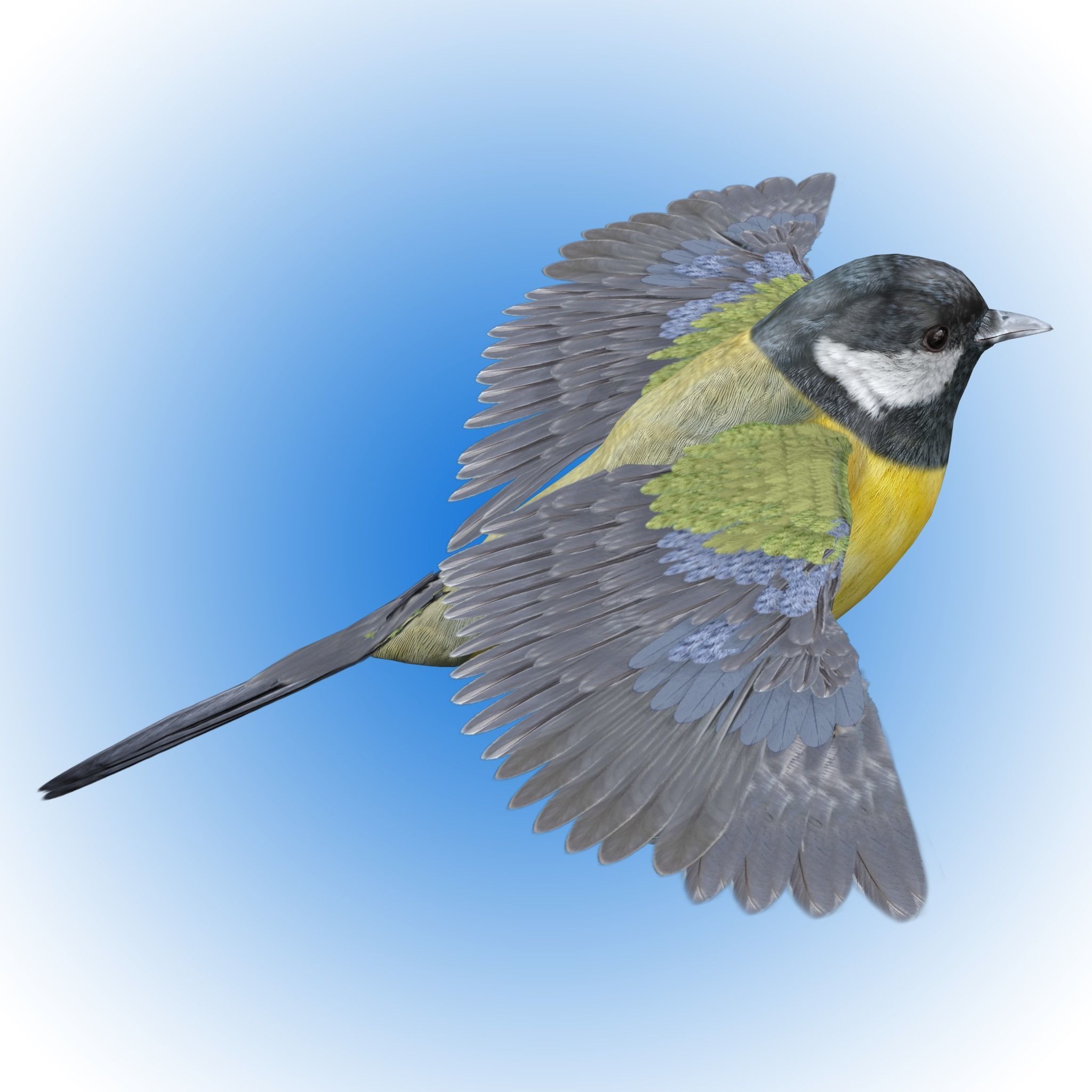 Great tit bird 3D model_1