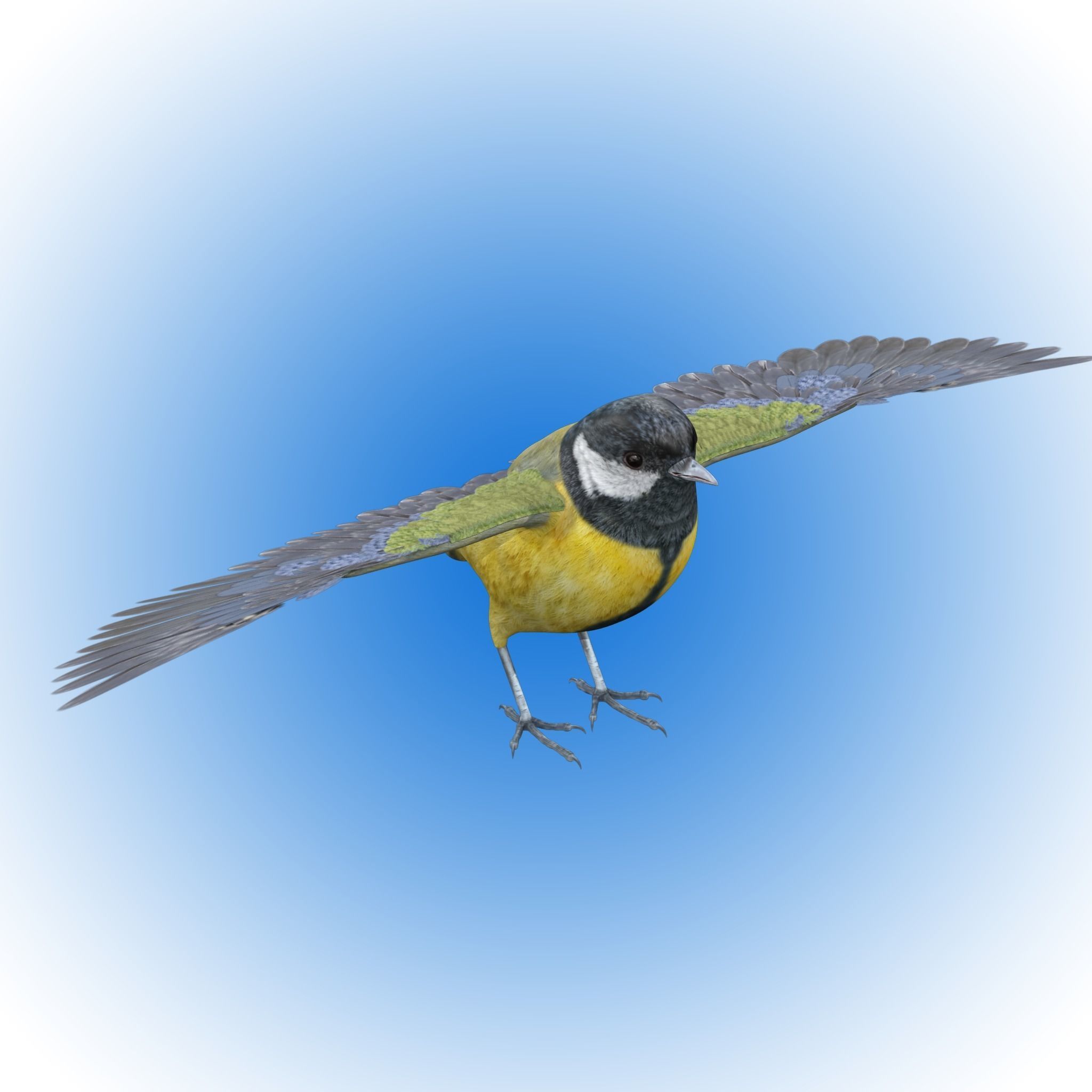 Great tit bird 3D model_7