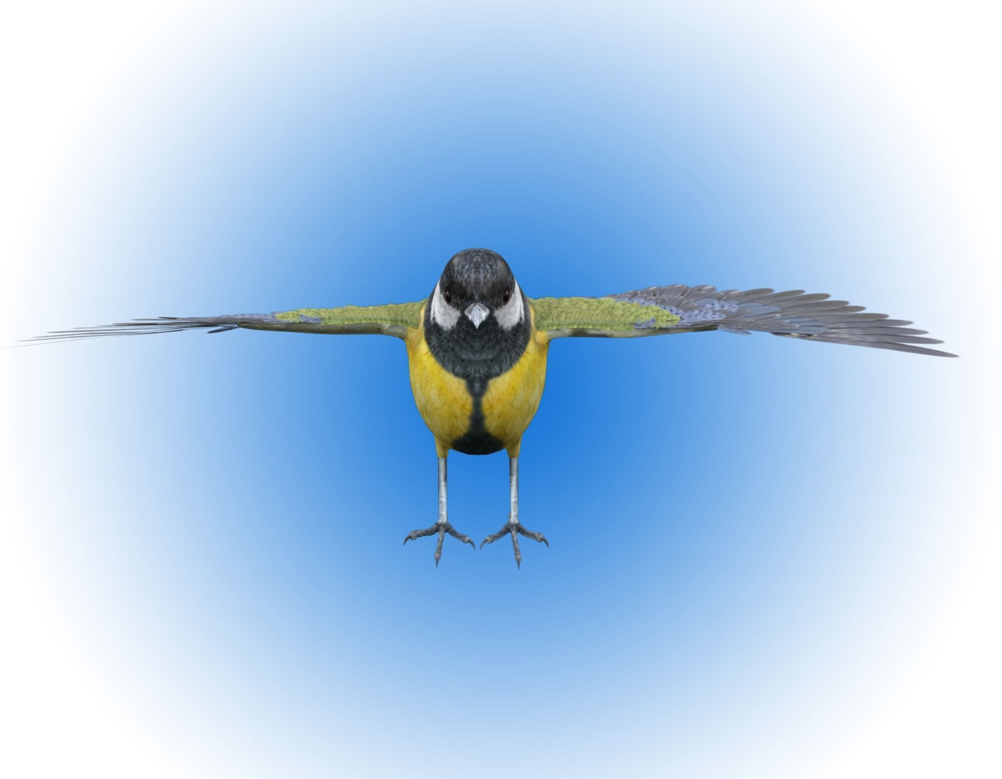 Great tit bird 3D model_3