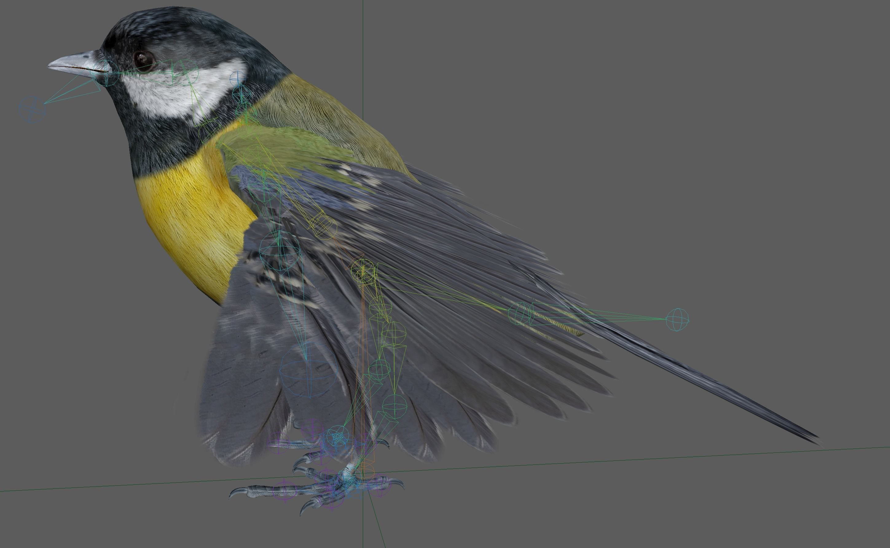 Great tit bird 3D model_22