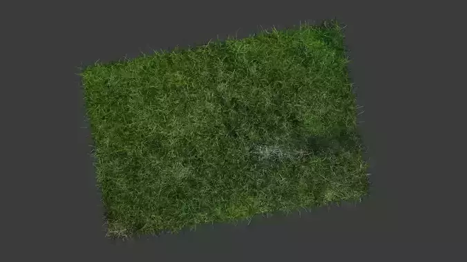Grass