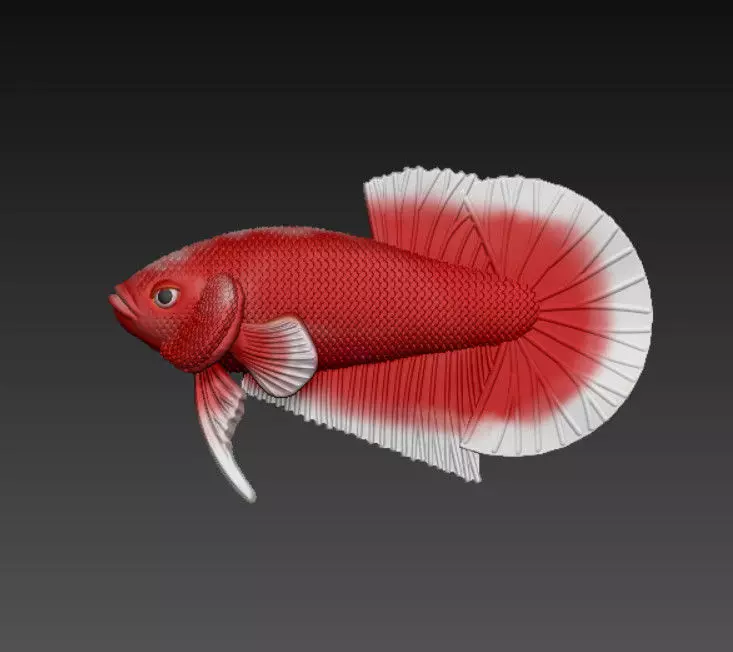 BETTA FISH V3 - READY FOR 3D PRINTING 3D print model