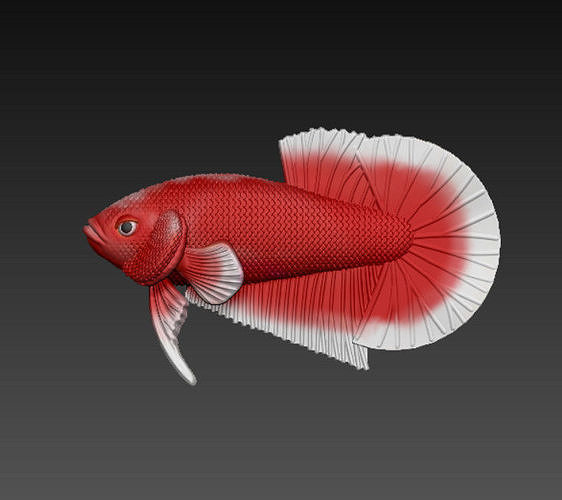 BETTA FISH V3 - READY FOR 3D PRINTING 3D print model