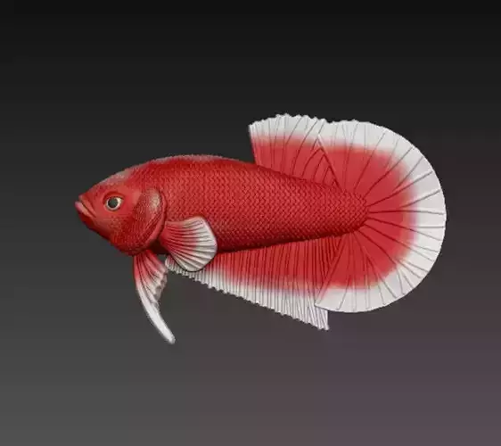 BETTA FISH V3 - READY FOR 3D PRINTING 3D print model