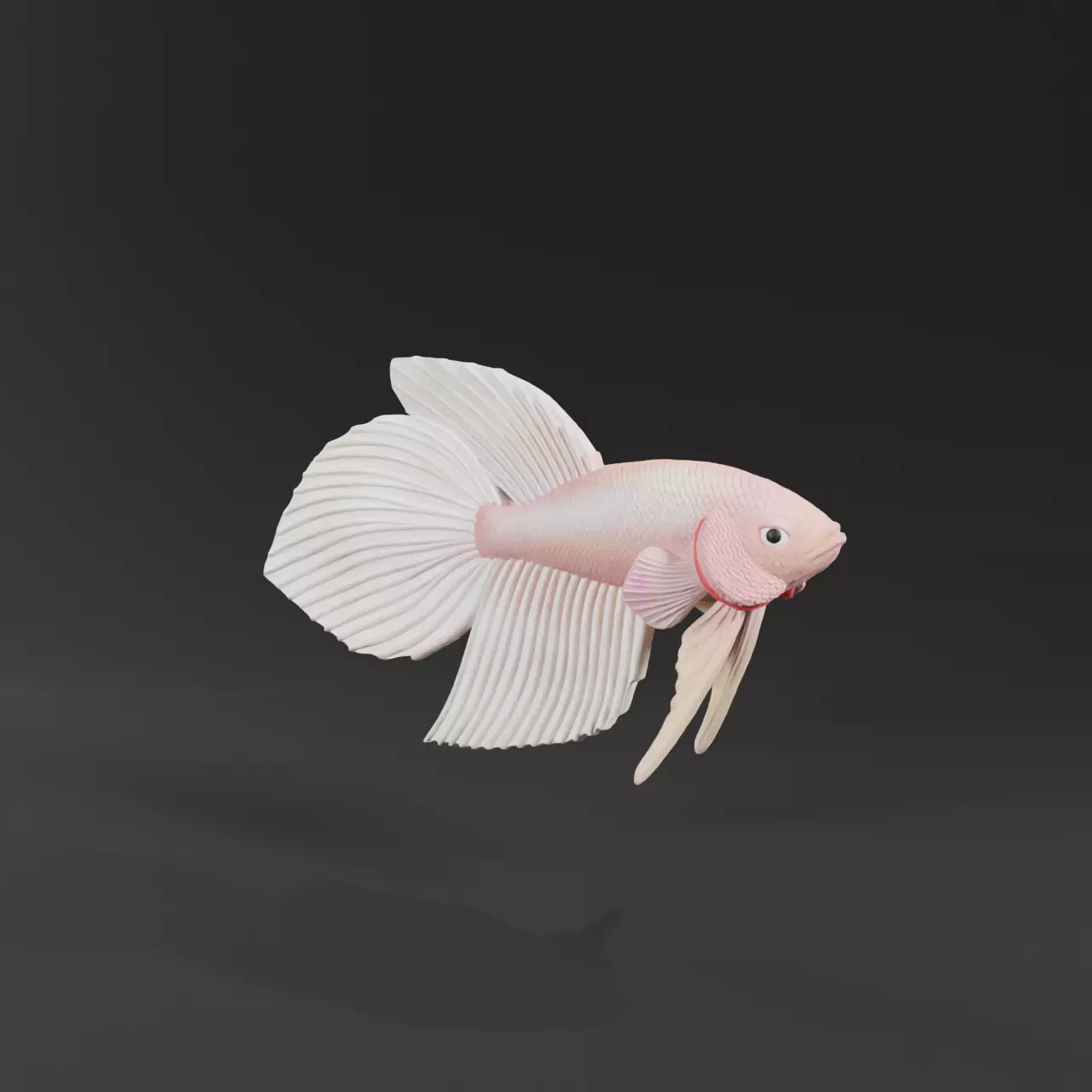 BETTA FISH VEILTAIL - READY FOR 3D PRINTING 3D print model_0