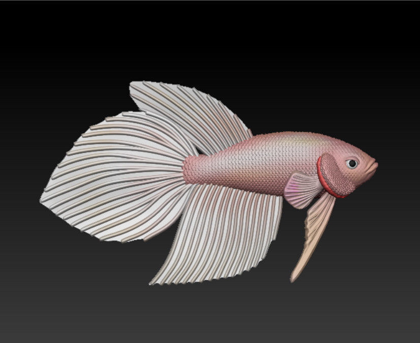 BETTA FISH VEILTAIL - READY FOR 3D PRINTING 3D print model_2