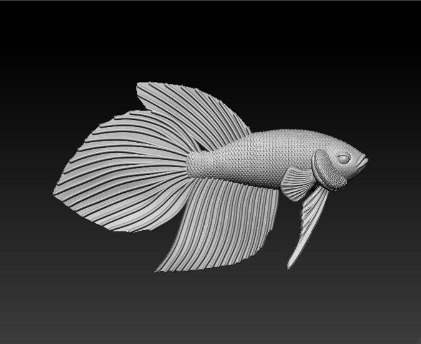 BETTA FISH VEILTAIL - READY FOR 3D PRINTING 3D print model_6