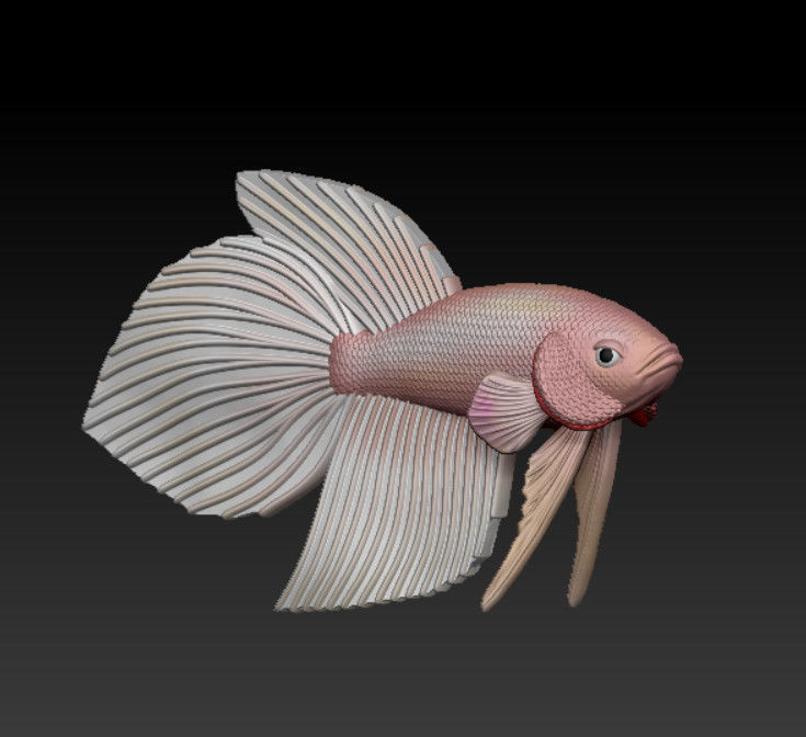 BETTA FISH VEILTAIL - READY FOR 3D PRINTING 3D print model_1