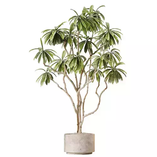 HousePlants Decorative Ficus Cyathistipula African Fig02 3D model