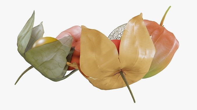 Alkekengi officinarum 3D model 7