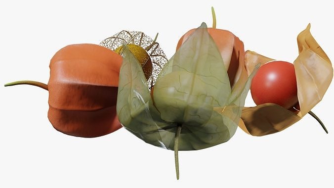 Alkekengi officinarum 3D model 5