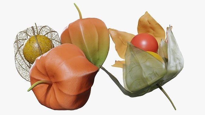 Alkekengi officinarum 3D model 4
