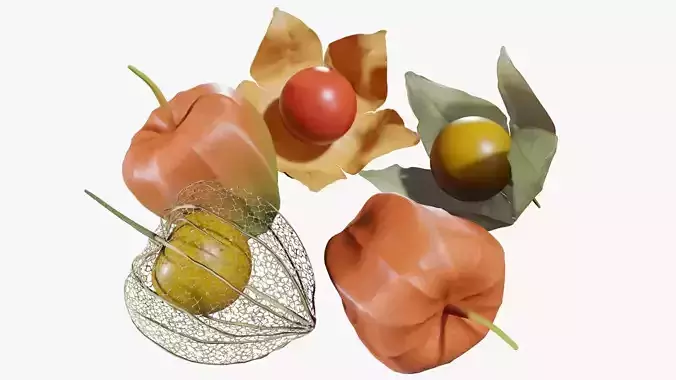 Alkekengi officinarum 3D model