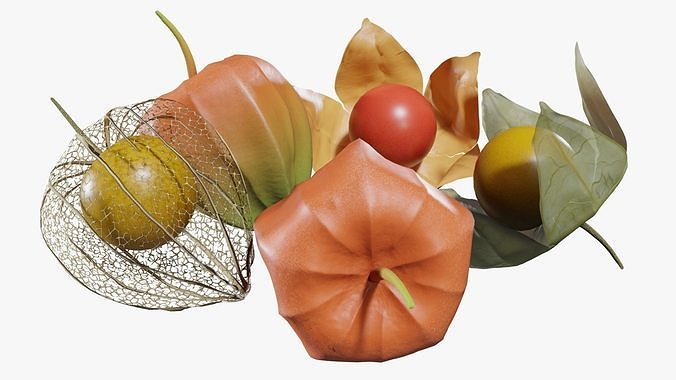 Alkekengi officinarum 3D model 3