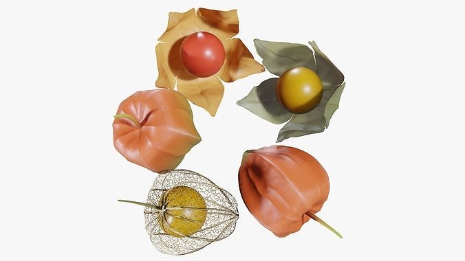Alkekengi officinarum 3D model 2
