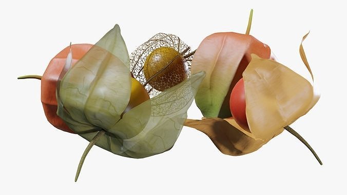 Alkekengi officinarum 3D model 6