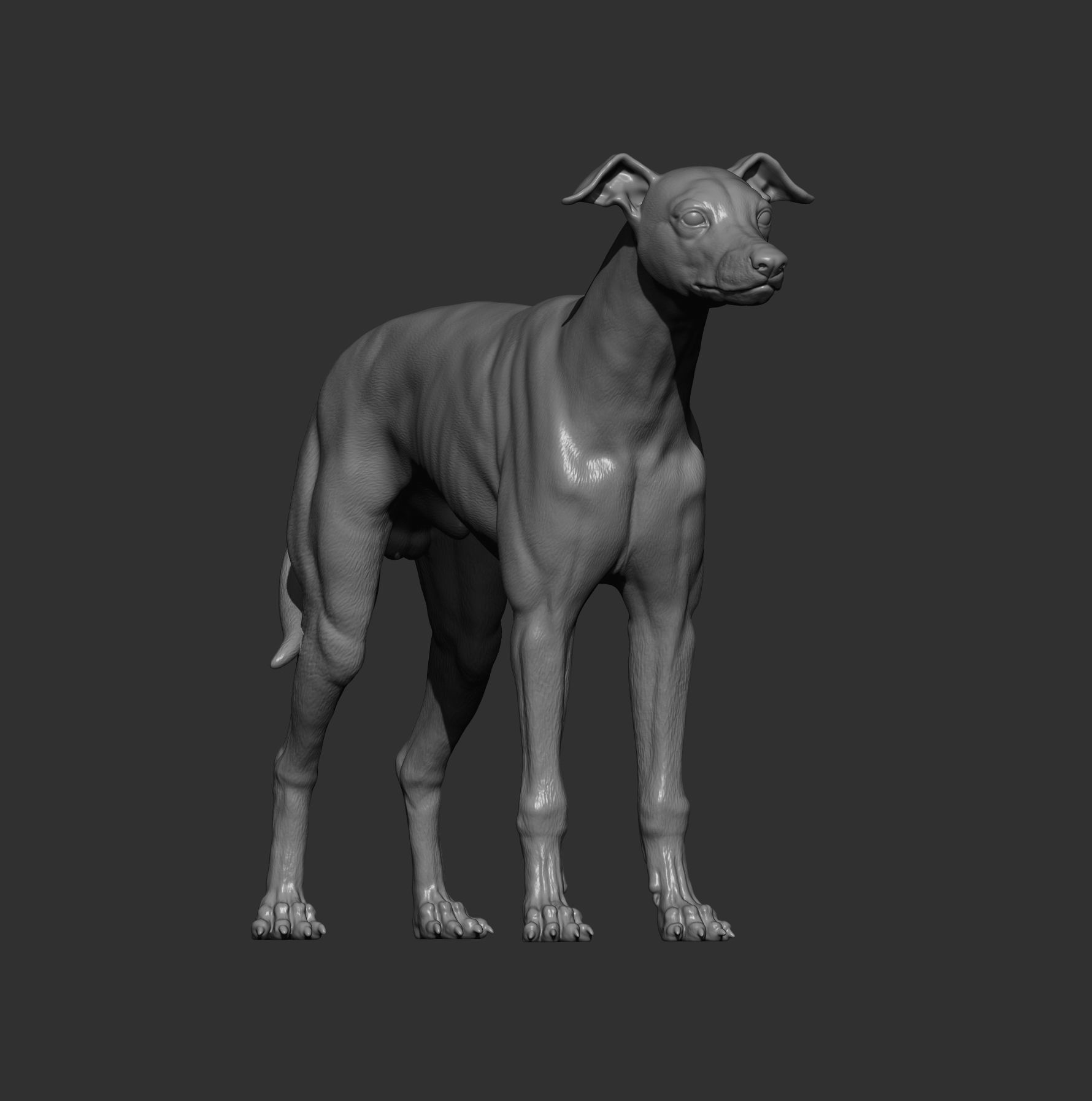 Whippet 3D print model_10