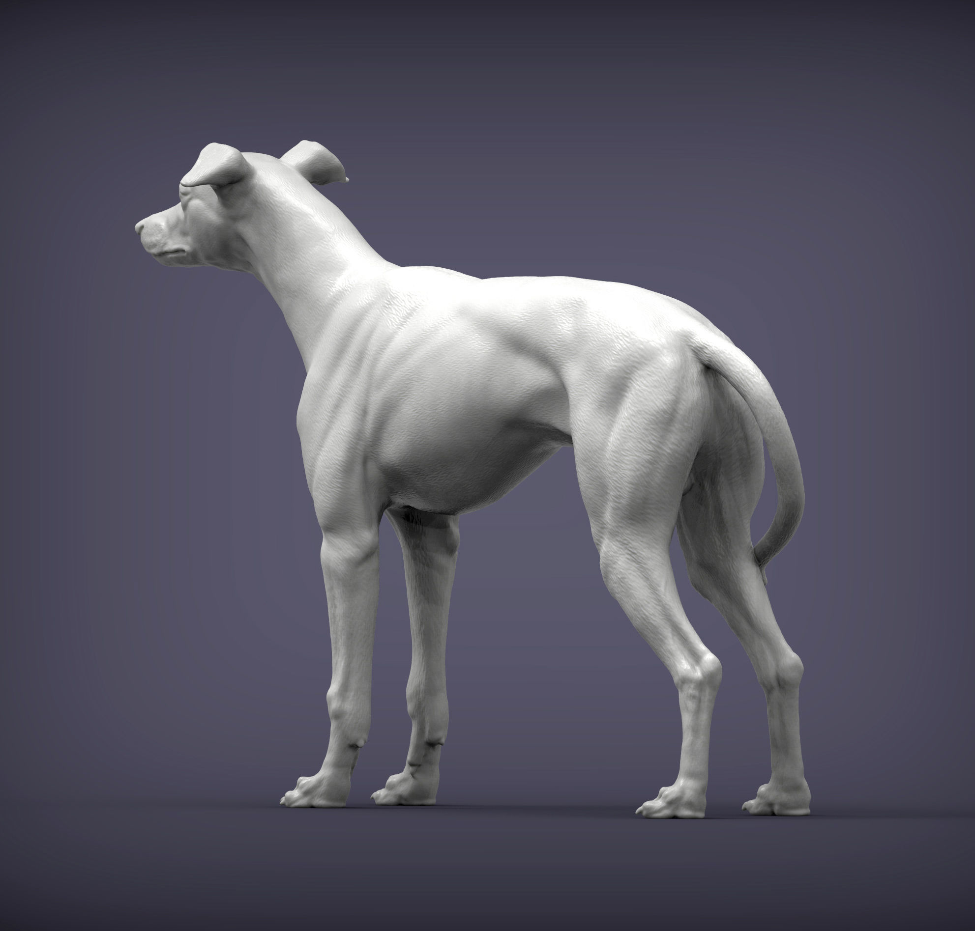 Whippet 3D print model_2