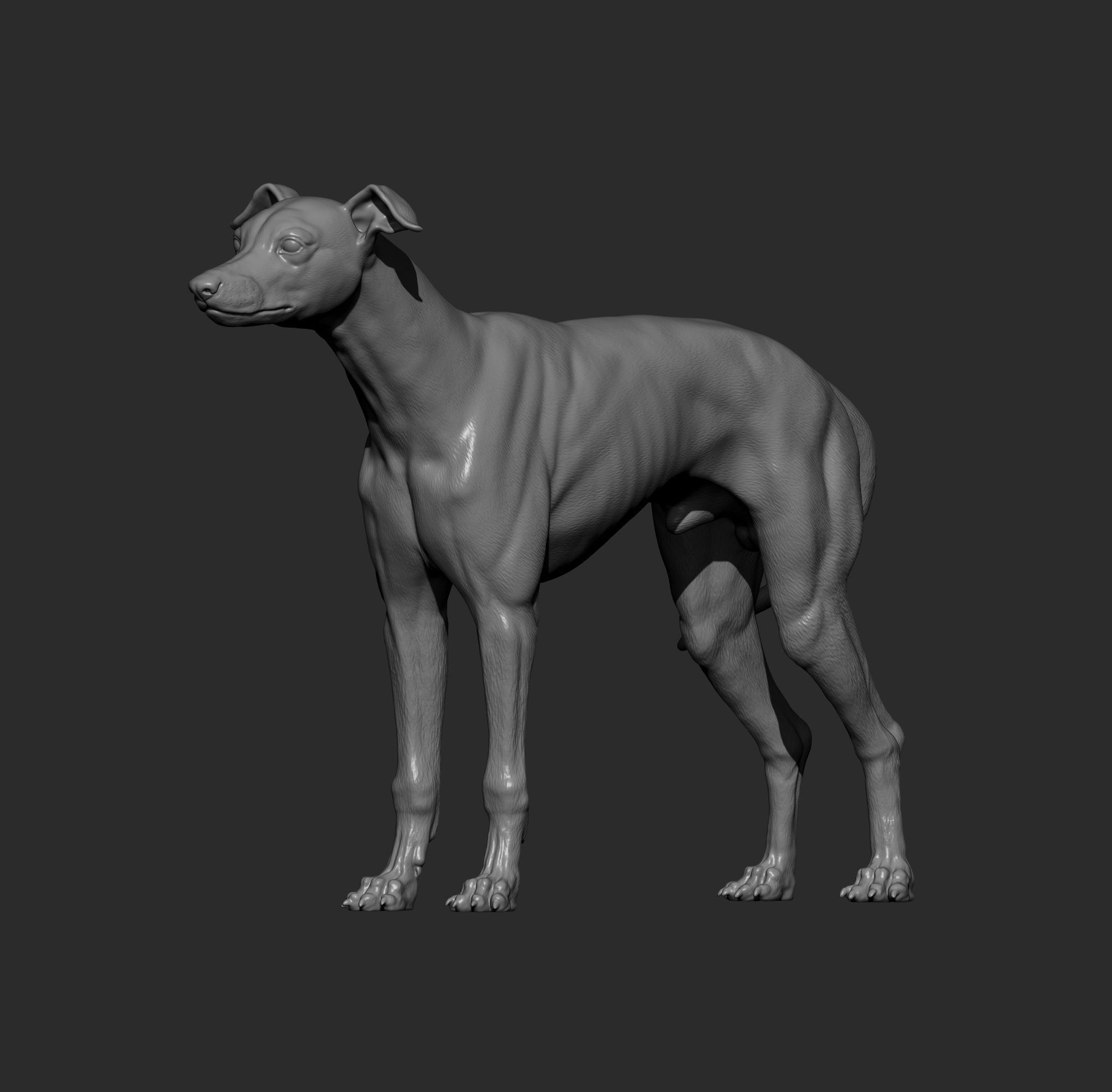 Whippet 3D print model_12