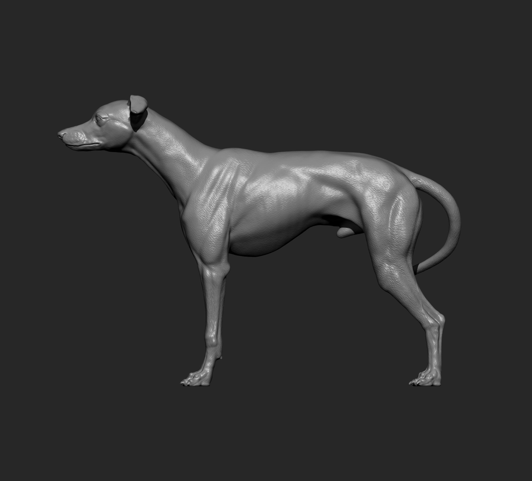 Whippet 3D print model_9