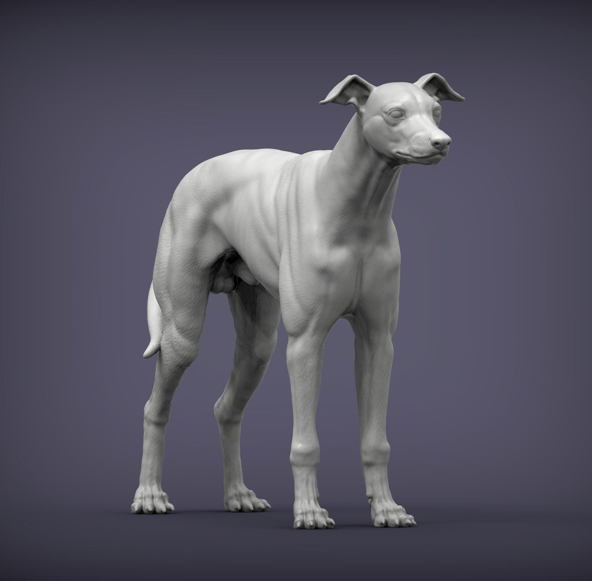 Whippet 3D print model_4